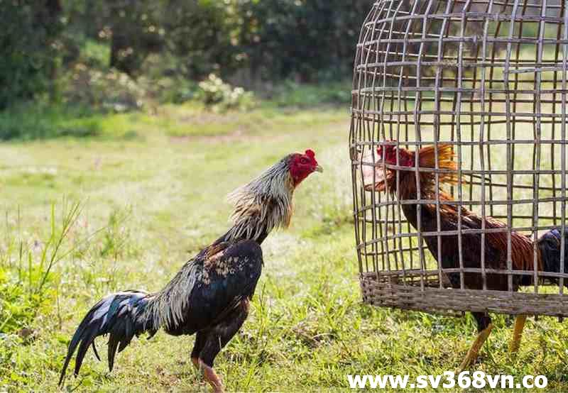 Đặc điểm về lối đá gà của gà đòn Thái Lan