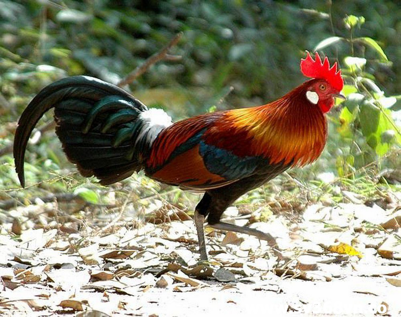Tìm hiểu nguồn gốc của giống gà rừng Saipan